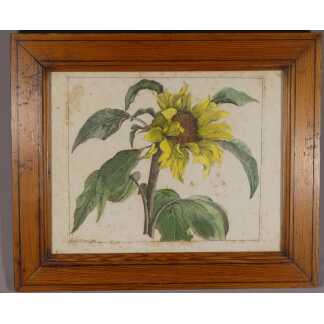 Planche Botanique XVIII ème, Gravure Colorée d'Un Tournesol Par Louise Duvivier 1719-1762